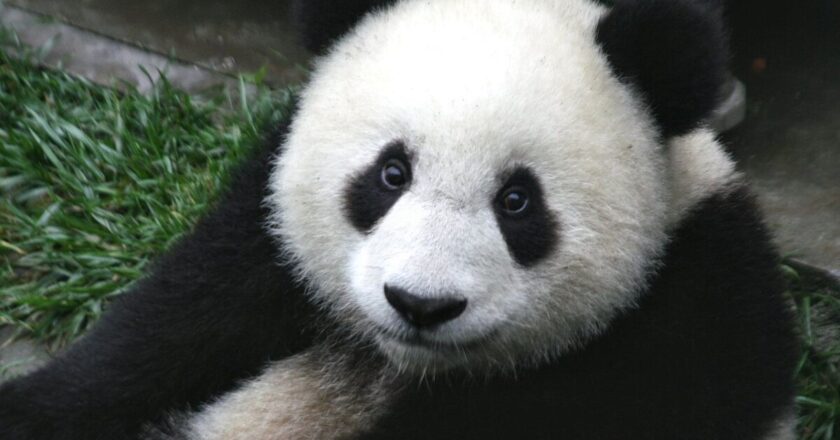 Deux pandas envoyés par la Chine sont en route pour Washington