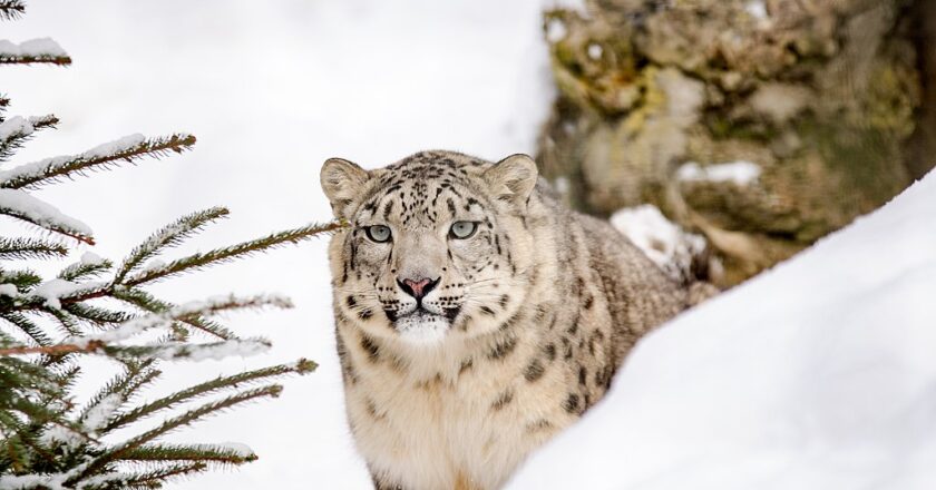 La Chine achève la plus grande étude de population de léopards des neiges au monde